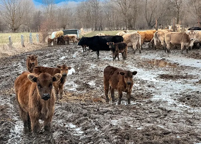 El Plà De L'ós Appartamento Latour-de-Carol